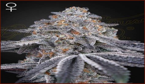 Dosidos x Holy Punch Genetics